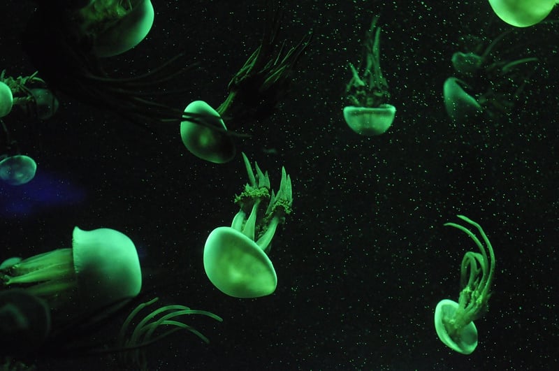 Marine Life Discovery